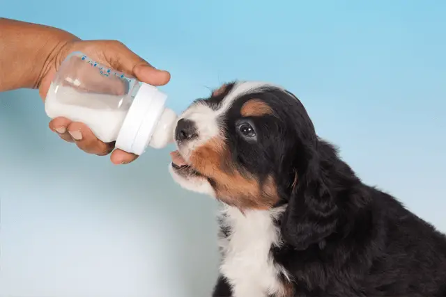 puppy drinking from bottle
