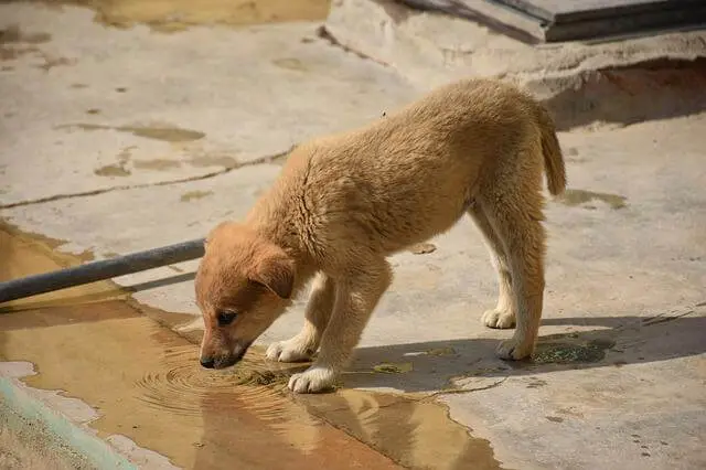 štene pije vodu