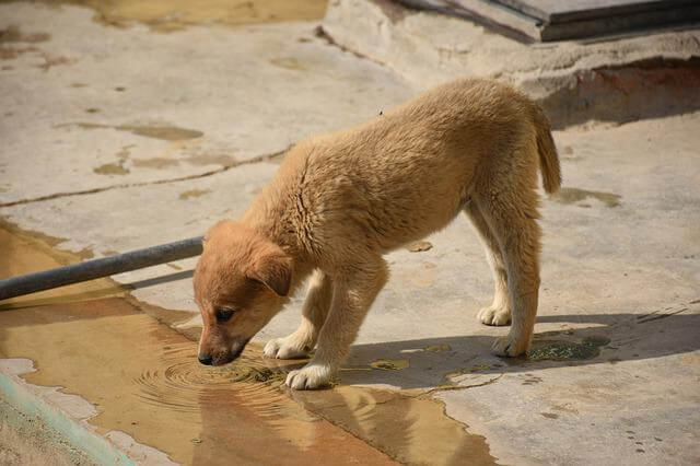 puppy drinking water