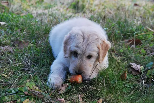 puppy eating