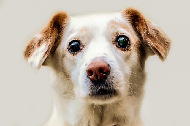 puppy eyes in dogs