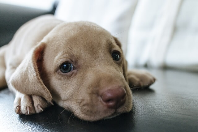 puppy eyes in dogs