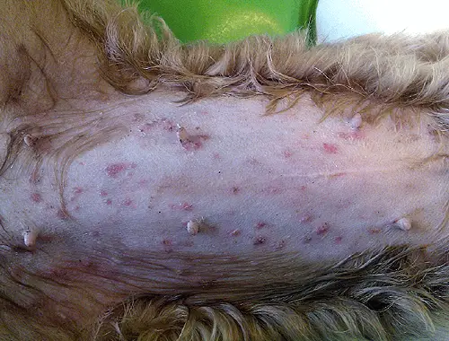 puppy_impetigo on belly