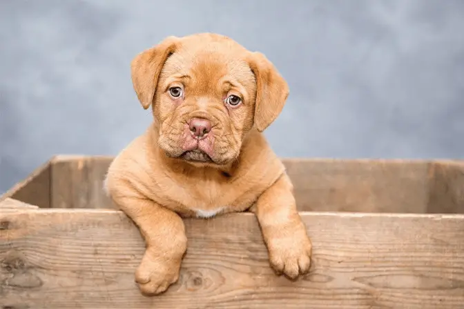 puppy in a box