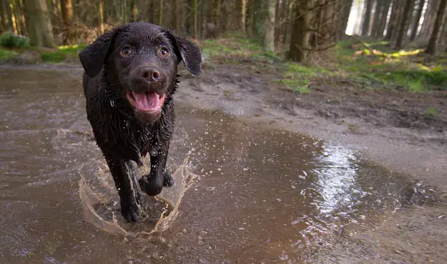 puppy in a puddle