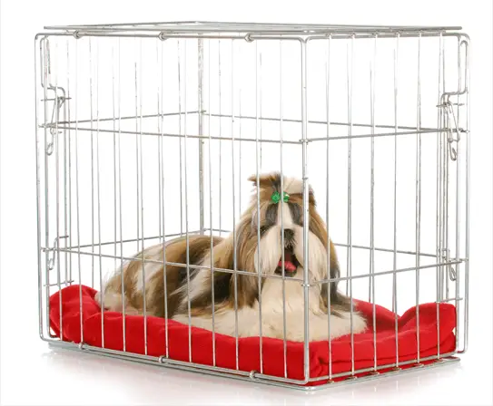 puppy in crate