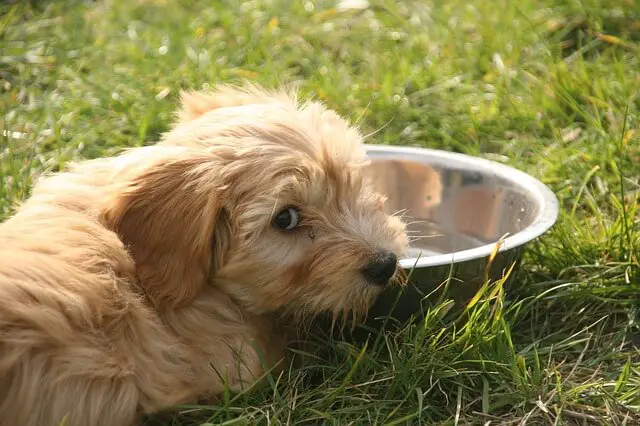 puppy in front of water bowl
