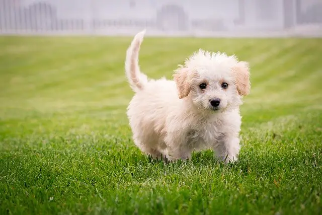 cachorro en el jardín