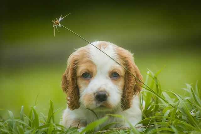 puppy in grass