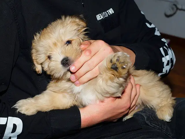 puppy in owners arms