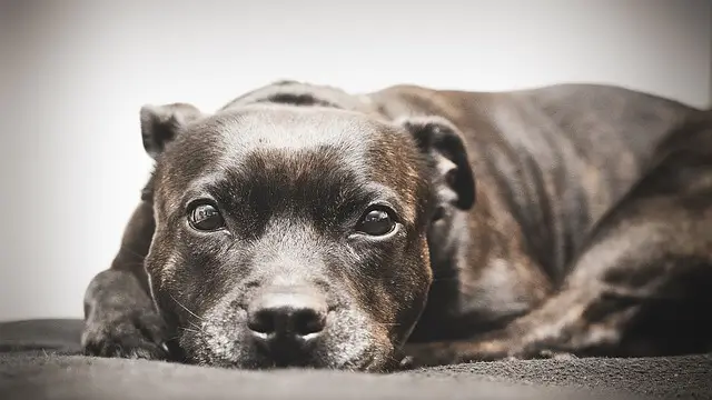 puppy laying