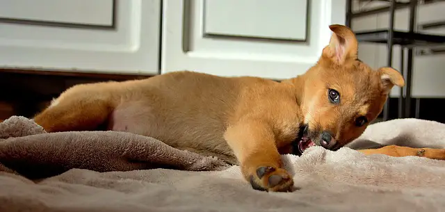 puppy laying and smiling