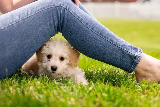 cachorro tendido debajo de las piernas