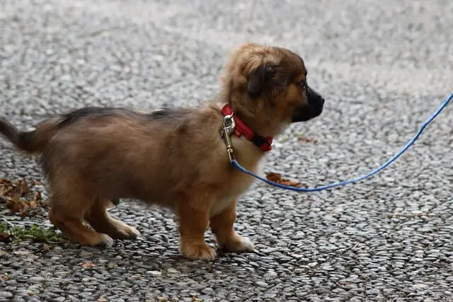 puppy leash training