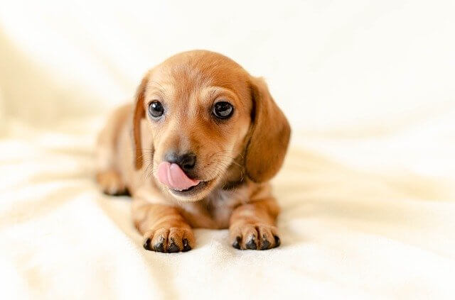 puppy licking