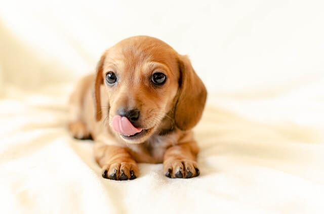 puppy licking its face