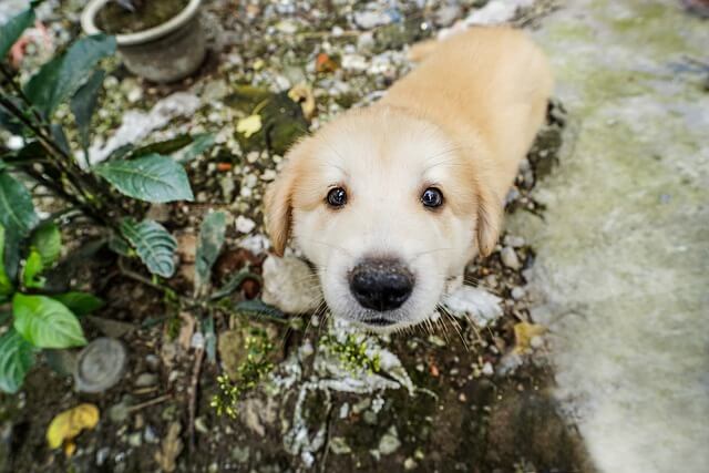 puppy looking up