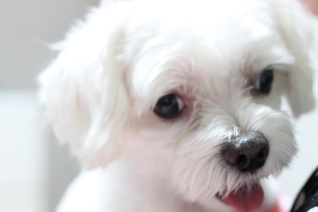 puppy maltese