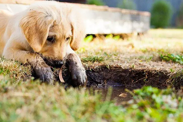 puppy mud puddle