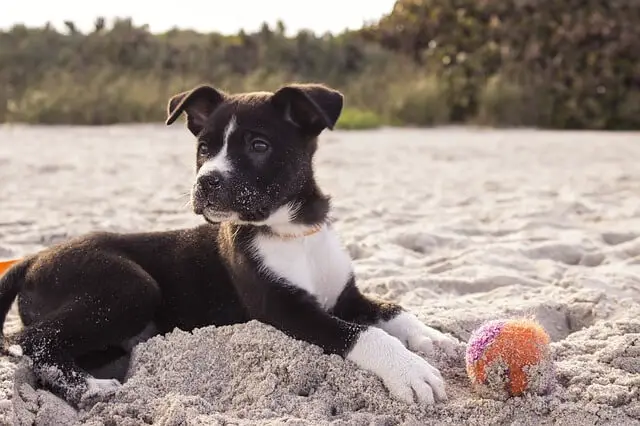puppy on a beach