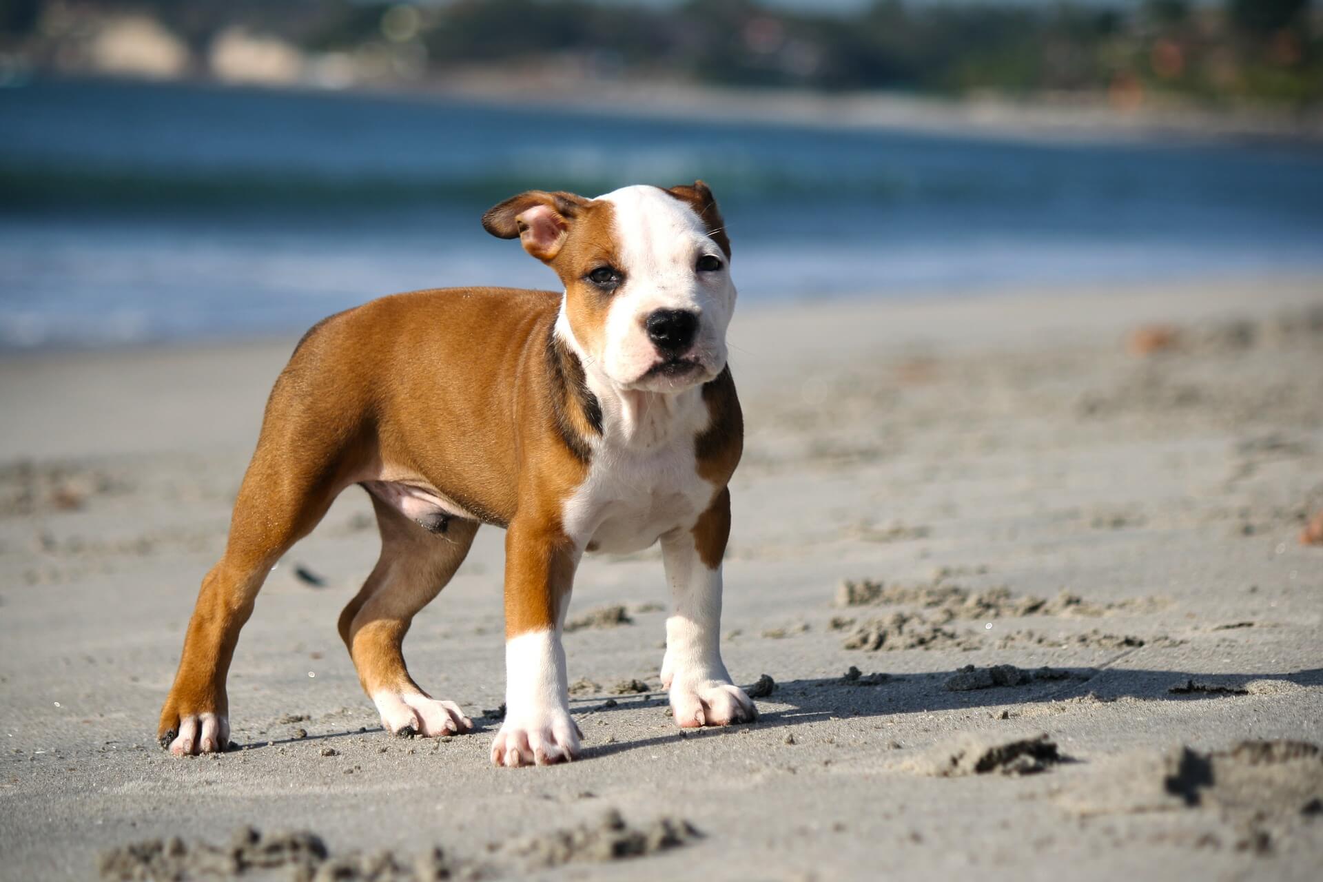 cachorro en la playa