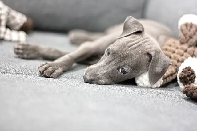 cachorro en la cama