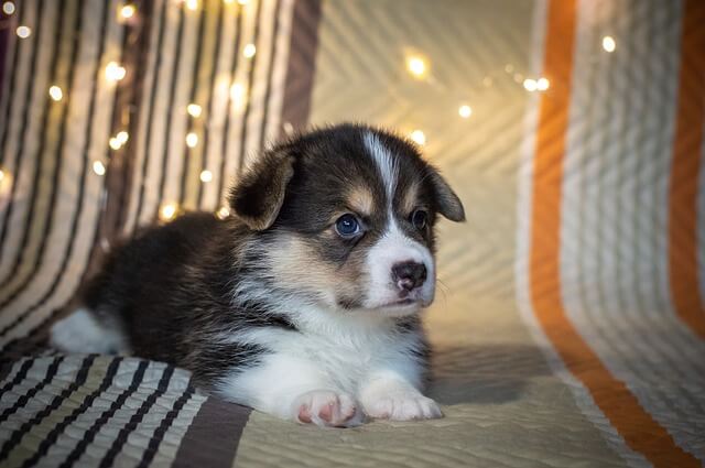 puppy on bed