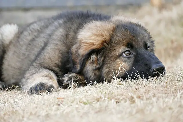 puppy on carpet