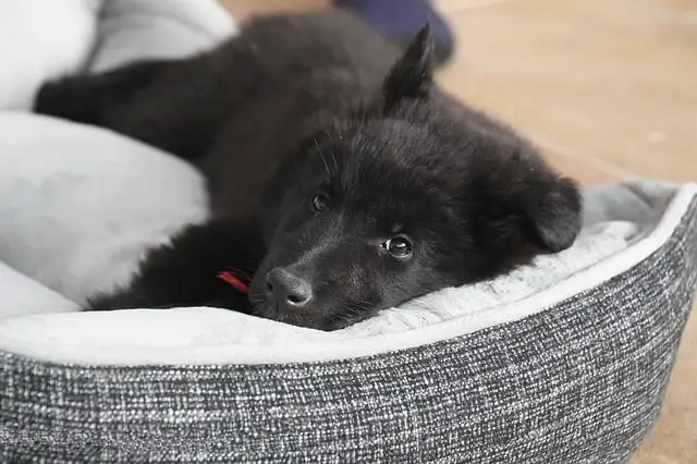 puppy on dog bed