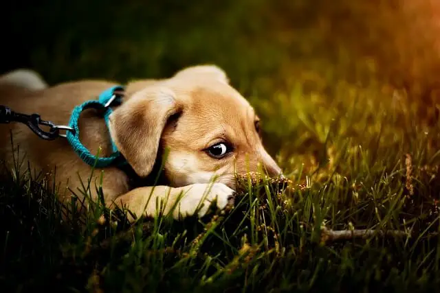 puppy on leash
