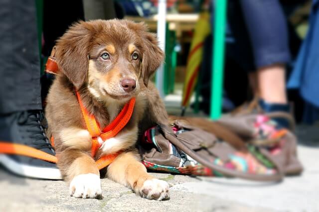 puppy on leash laying