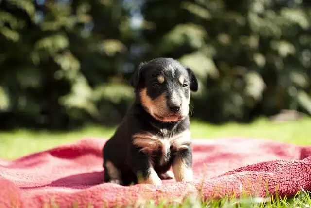 puppy on meadow