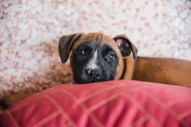 puppy on pillow