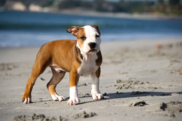 puppy on the beach in the sun