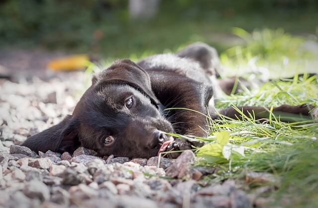 puppy on the ground