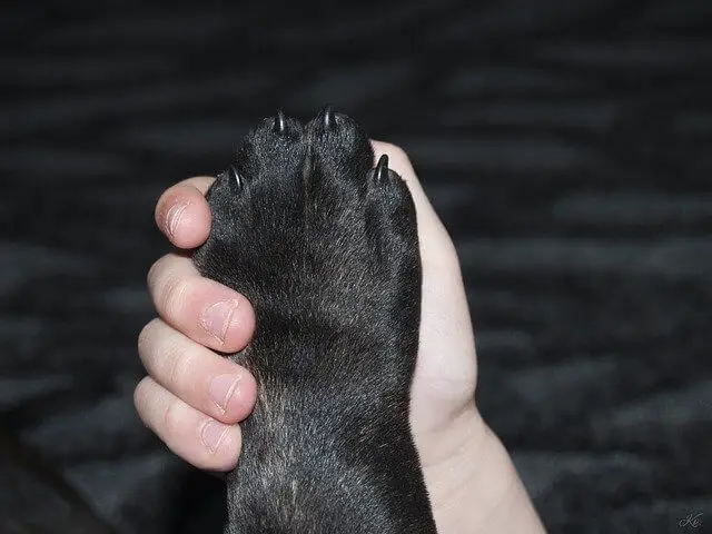 puppy paw