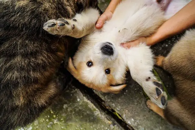 puppy playing