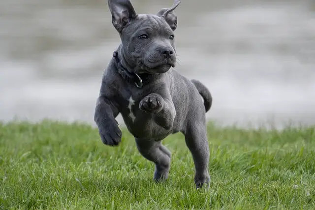 puppy playing