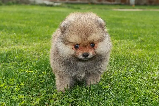 puppy pomeranian