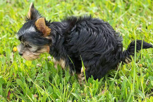 puppy pooping