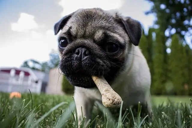 puppy pug eating a bone