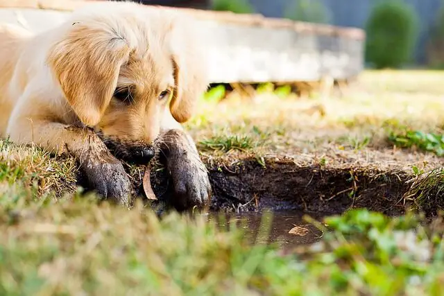 puppy retriever in mud