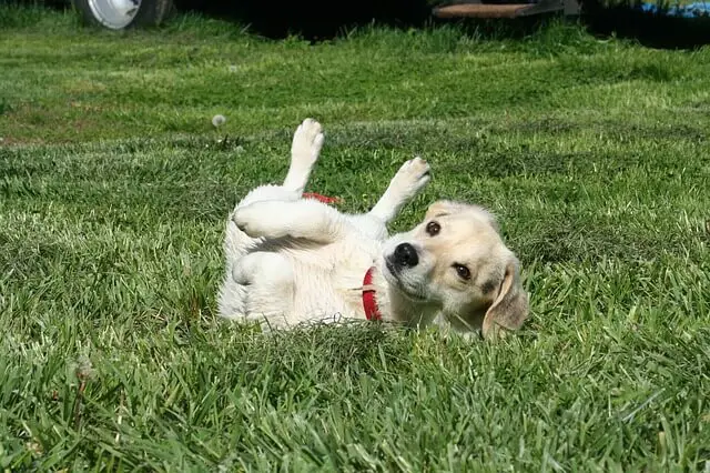 cachorro rodando en la hierba