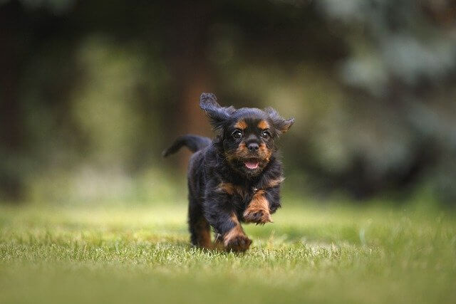 puppy running