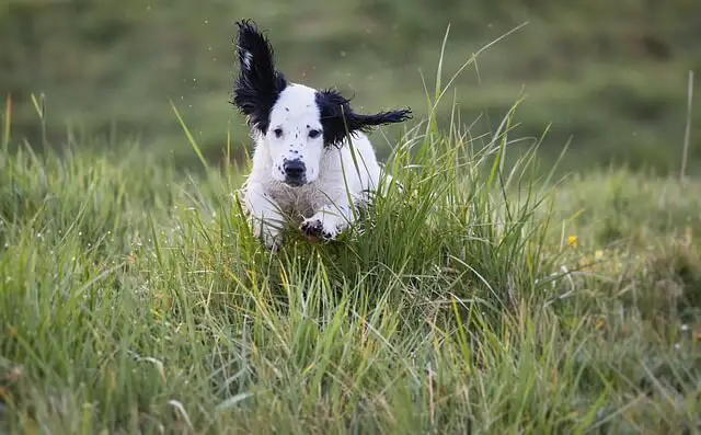 puppy running