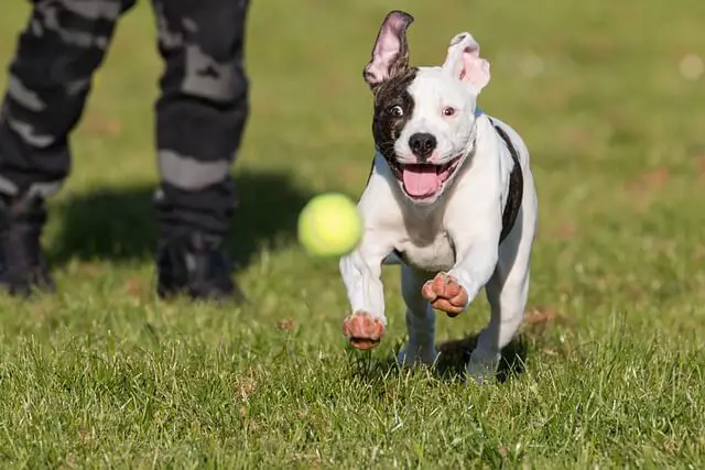 puppy running after a ball