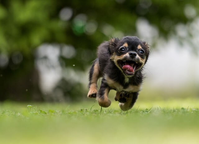 puppy running