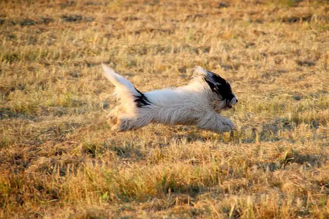 puppy running in a meadow