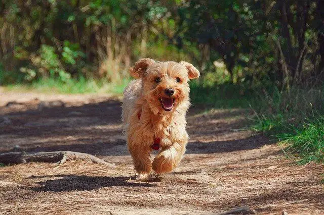 puppy running