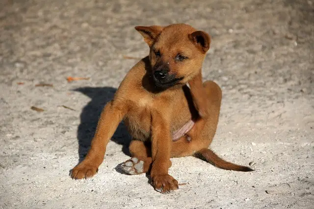 cachorro rascándose